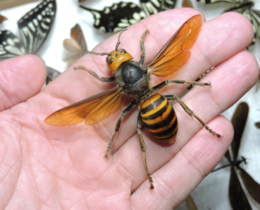 Are Killer Hornets real