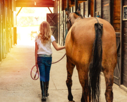 how much does a horse cost