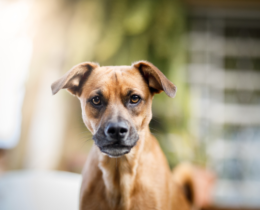 why does my dog stare at me