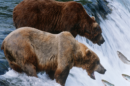 Katmai Fat Bear Week