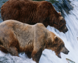 Katmai Fat Bear Week