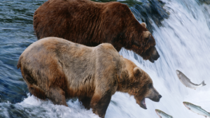 Katmai Fat Bear Week