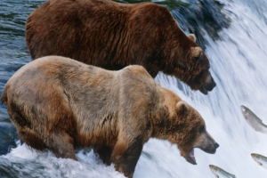 Katmai Fat Bear Week