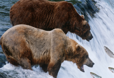 Katmai Fat Bear Week