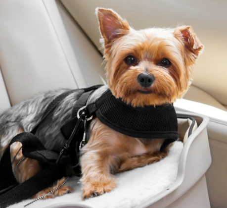 dog in dog car seat