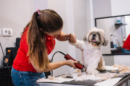 dog grooming with dog clippers