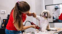 dog grooming with dog clippers