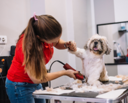 dog grooming with dog clippers
