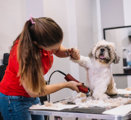 dog grooming with dog clippers