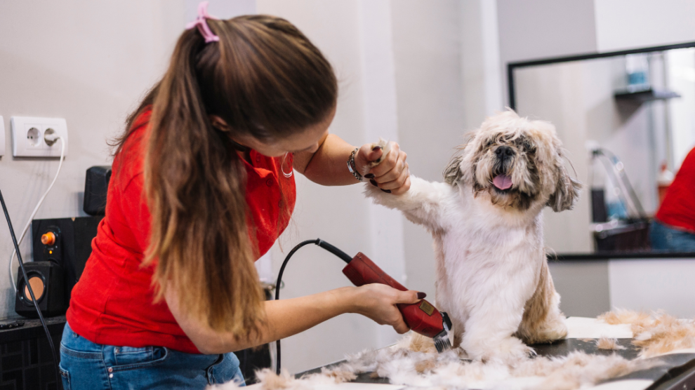 dog grooming with dog clippers