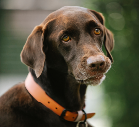 dog in dog collar