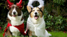 dogs wearing dog costumes