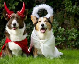 dogs wearing dog costumes
