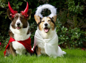 dogs wearing dog costumes