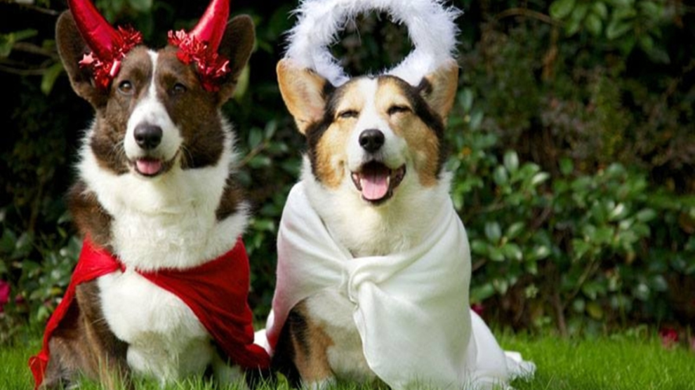 dogs wearing dog costumes