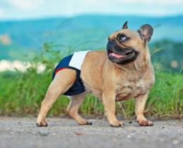 dog in dog diaper