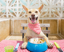 dog eating at a table