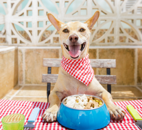 dog eating at a table