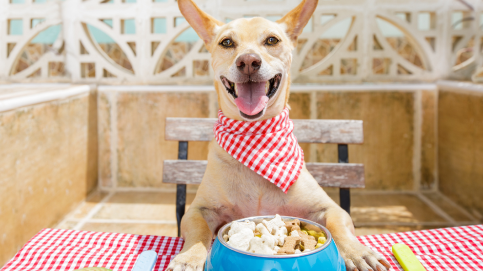 dog eating at a table