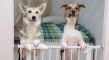 dogs looking over dog gate