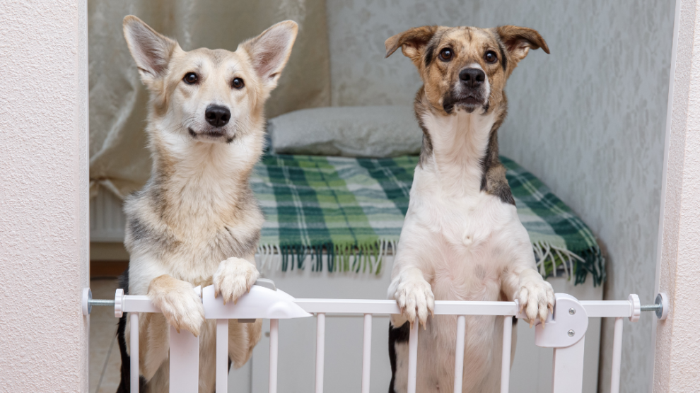 dogs looking over dog gate