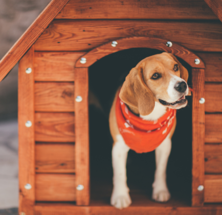 dog in dog house