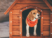 dog in dog house