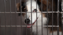 dog in dog kennel