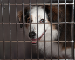 dog in dog kennel