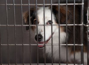 dog in dog kennel