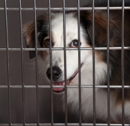 dog in dog kennel