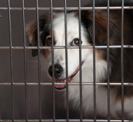 dog in dog kennel