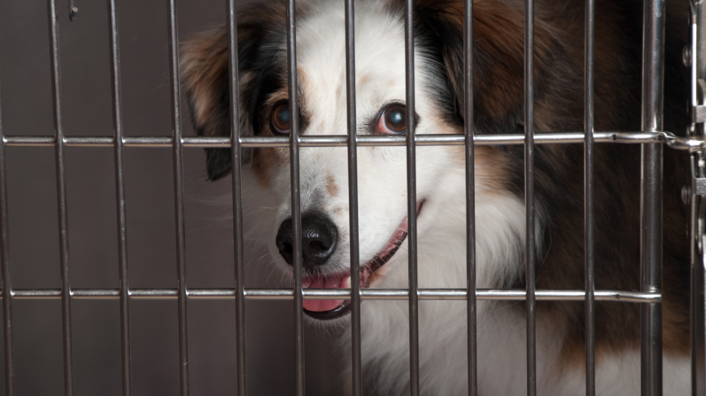 dog in dog kennel