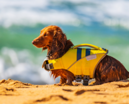 dog on beach with dog life jacket