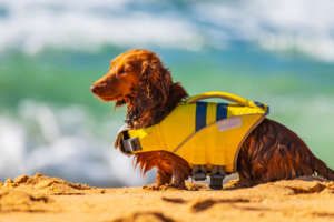 dog on beach with dog life jacket