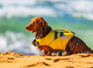 dog on beach with dog life jacket