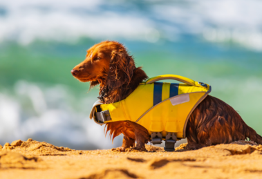 dog on beach with dog life jacket