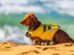 dog on beach with dog life jacket