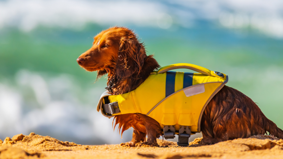 dog on beach with dog life jacket