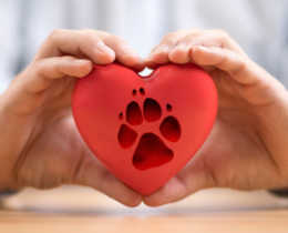 dog paw print display