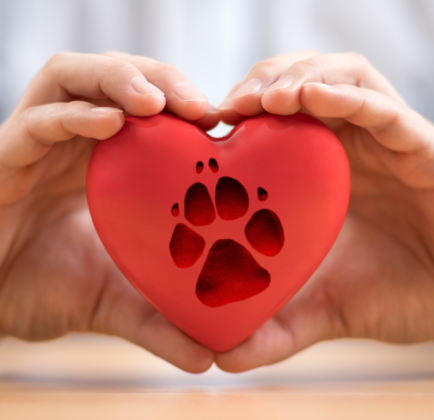 dog paw print display