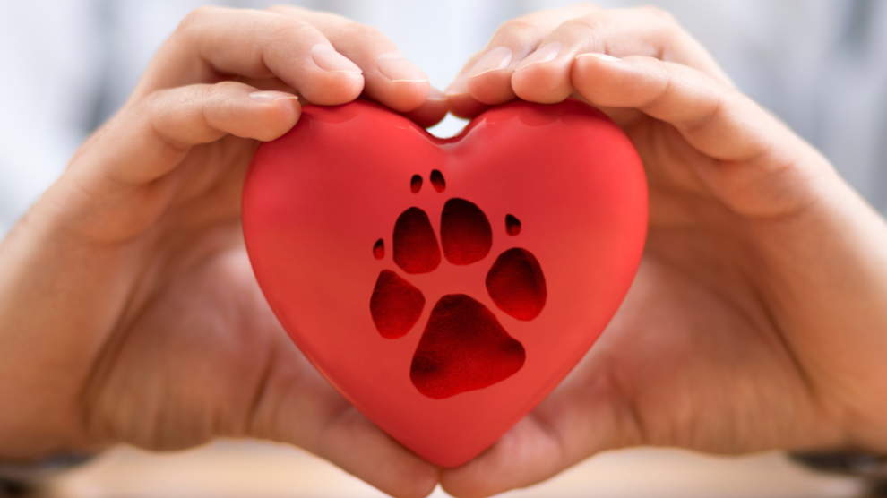 dog paw print display