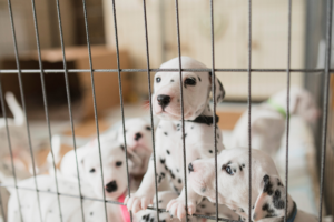 puppies in dog playpen