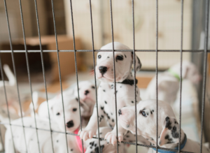 puppies in dog playpen