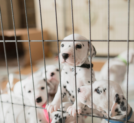 puppies in dog playpen