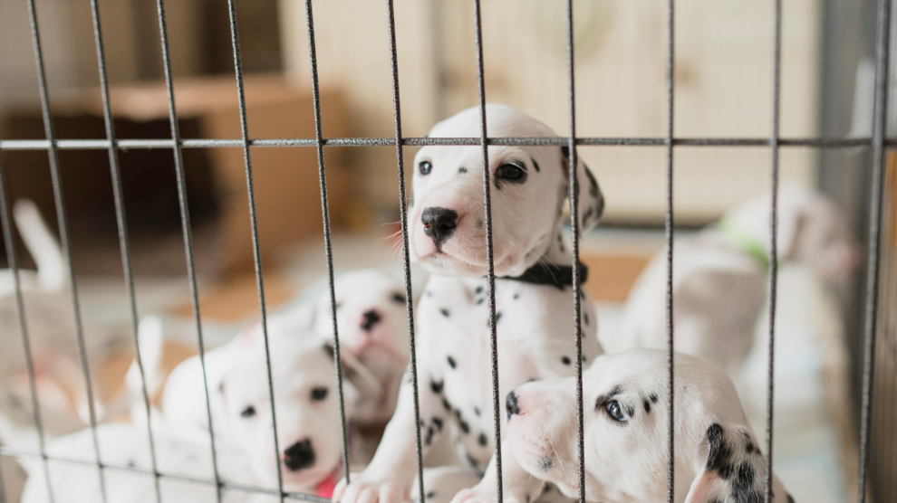 puppies in dog playpen