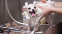 dog getting shampoo wash