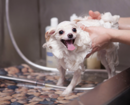 dog getting shampoo wash
