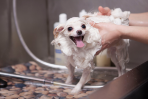 dog getting shampoo wash