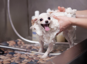 dog getting shampoo wash